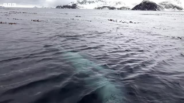 Filming in the Frozen World | Behind The Scenes Of Frozen Planet II | BBC Earth