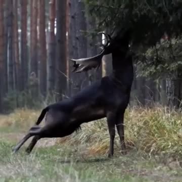 Красивый олень🦌 #animal #животные #лоси #олень #лось # deer