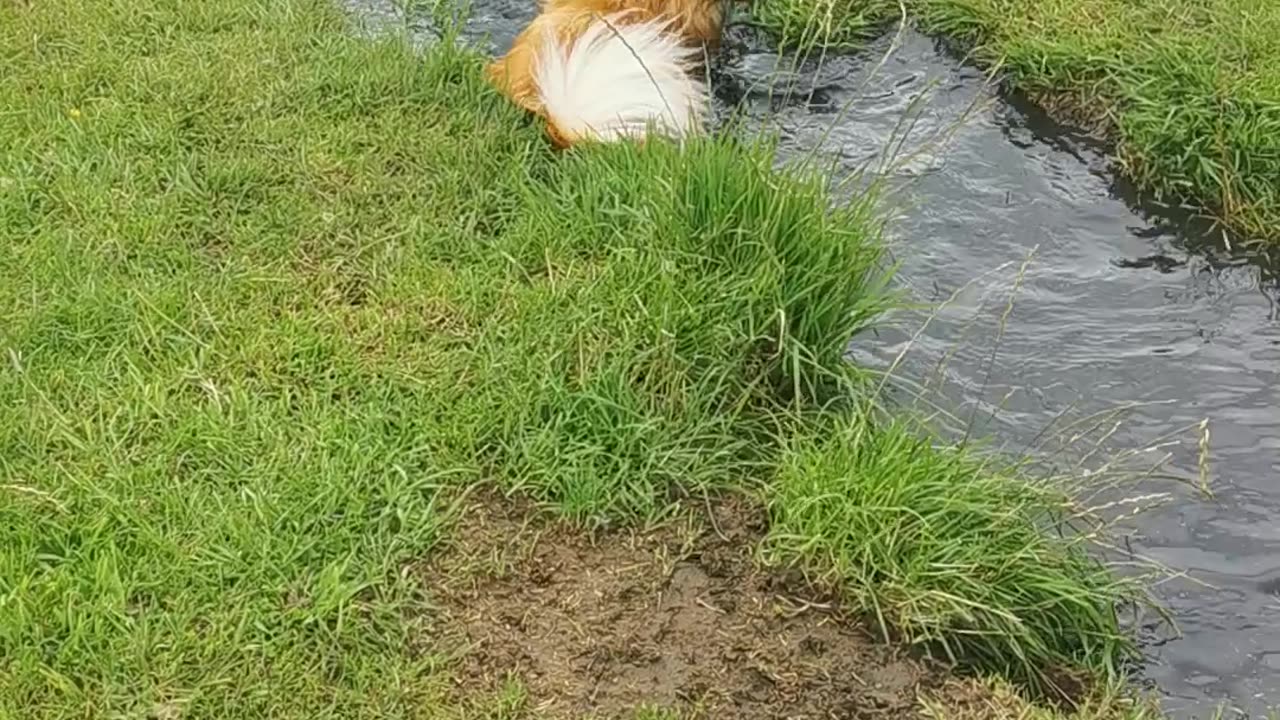 Dog Plays In The Puddles