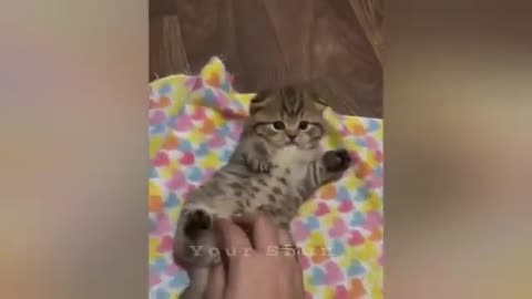 20 minutes of adorable cats and kittens videos to keep you smiling