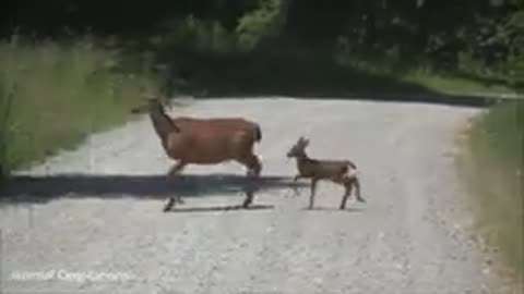 Baby deer grows up