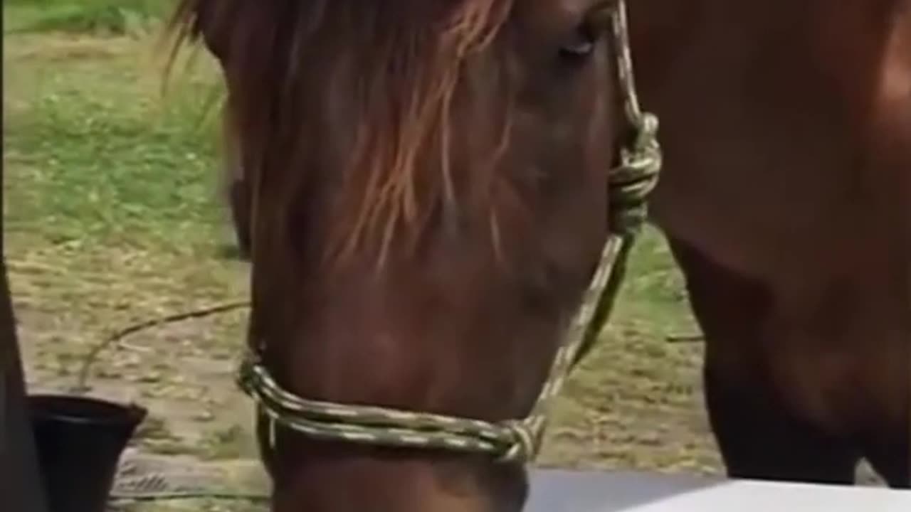 Funny Horse