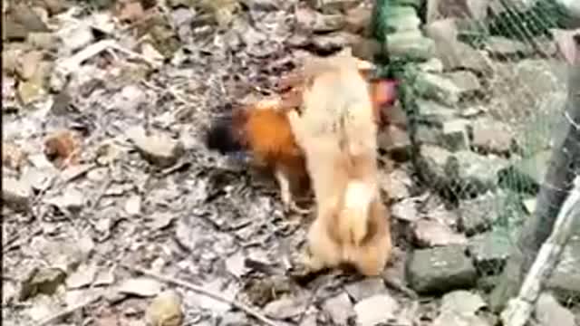 Chickens fighting dogs - too funny!!!