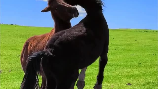 These young foals just want to play in the field in freedom