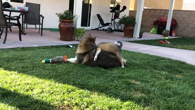 Puppy Tries to Ride Adult Husky Like a Horse