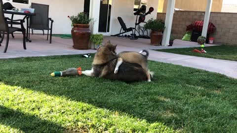 Puppy Tries to Ride Adult Husky Like a Horse