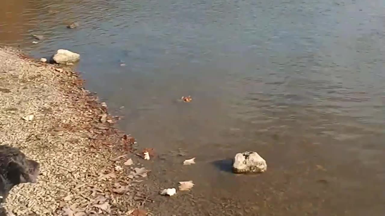 Ghost Shadow Meets the Ducks at Franke Park