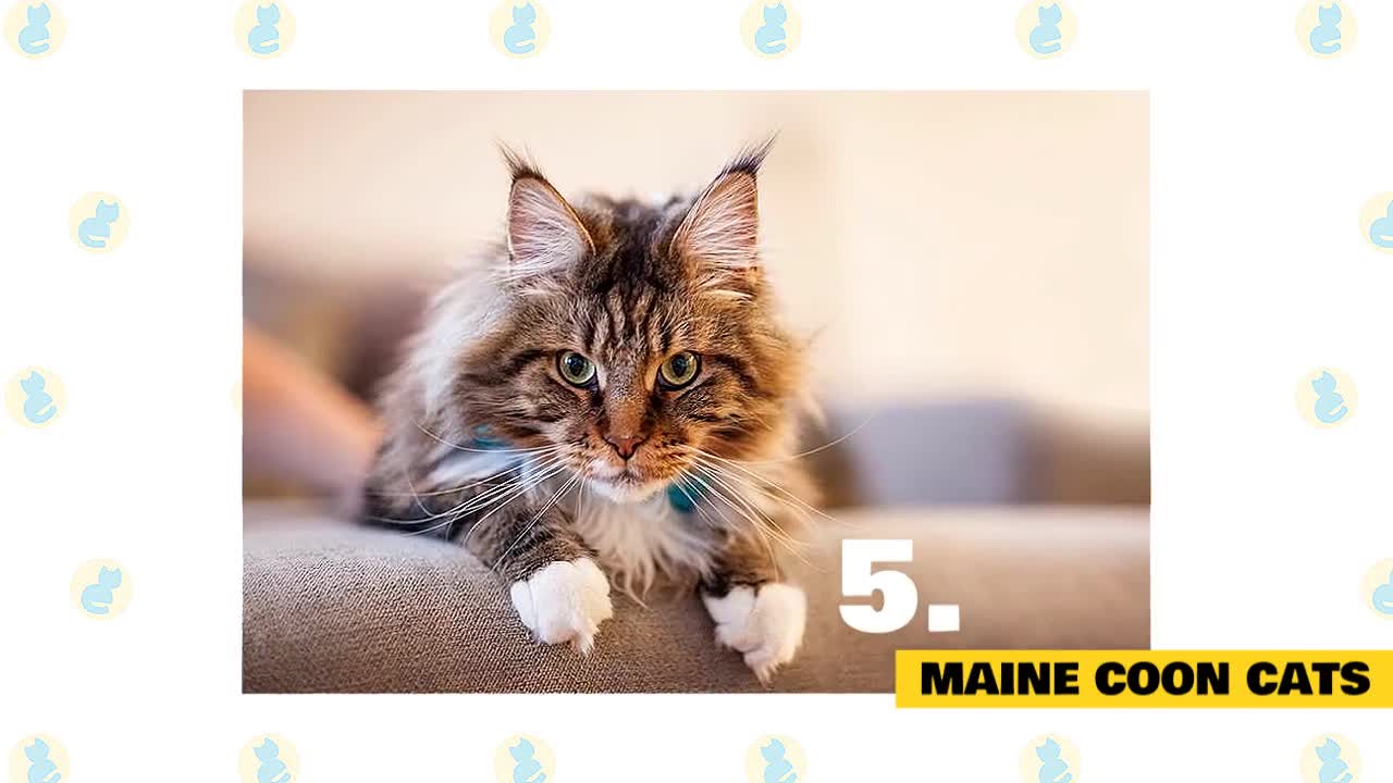 15 Best Cat Breeds for your Kids