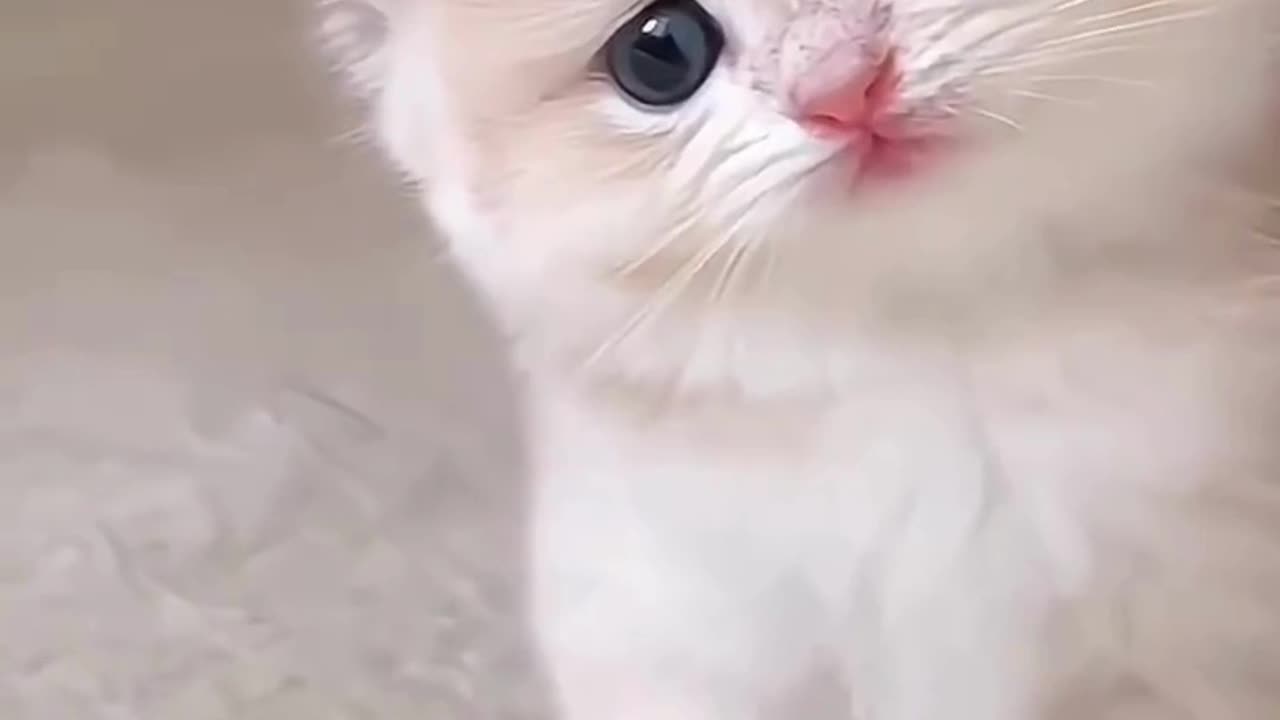"Can everyone describe this cat in their local dialect? Commenters will all receive good fortune!"