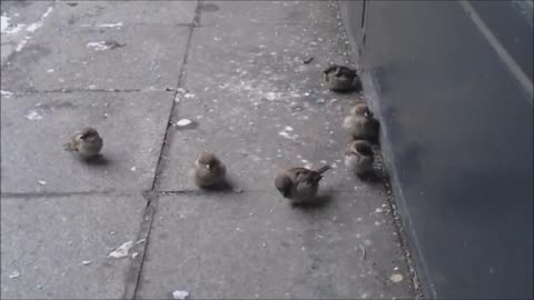 Shoenice Drunk talking to birds