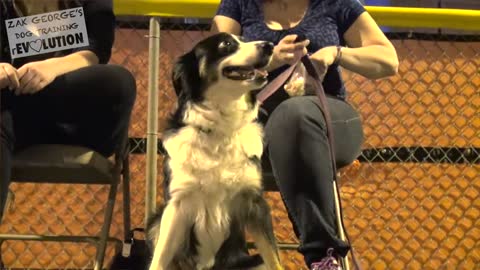 Dog Training 101