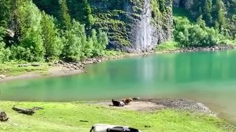 Cows by the water in switzerland