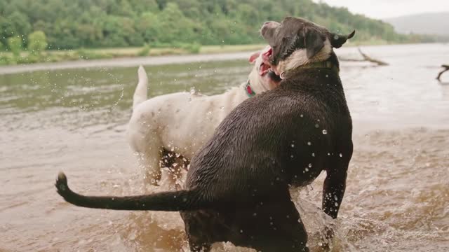 Dog Fait