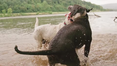 Dog Fait
