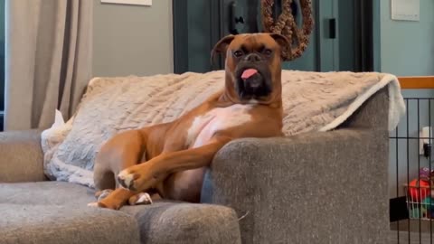 Funniest cats and dogs videos 😁 - Best funny animal videos 🥰 #14