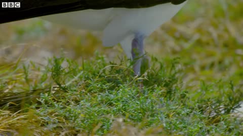This 67 Year Old Bird Could Be The Oldest In The World | BBC Earth