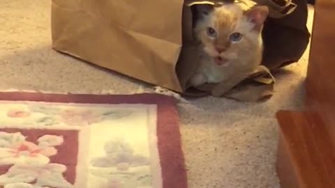 Cat inside of safeway paper bag meowing at dog