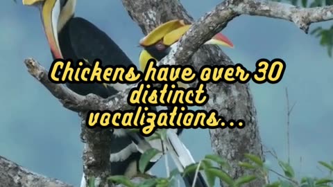 Animal Facts Chicken Communication #shorts