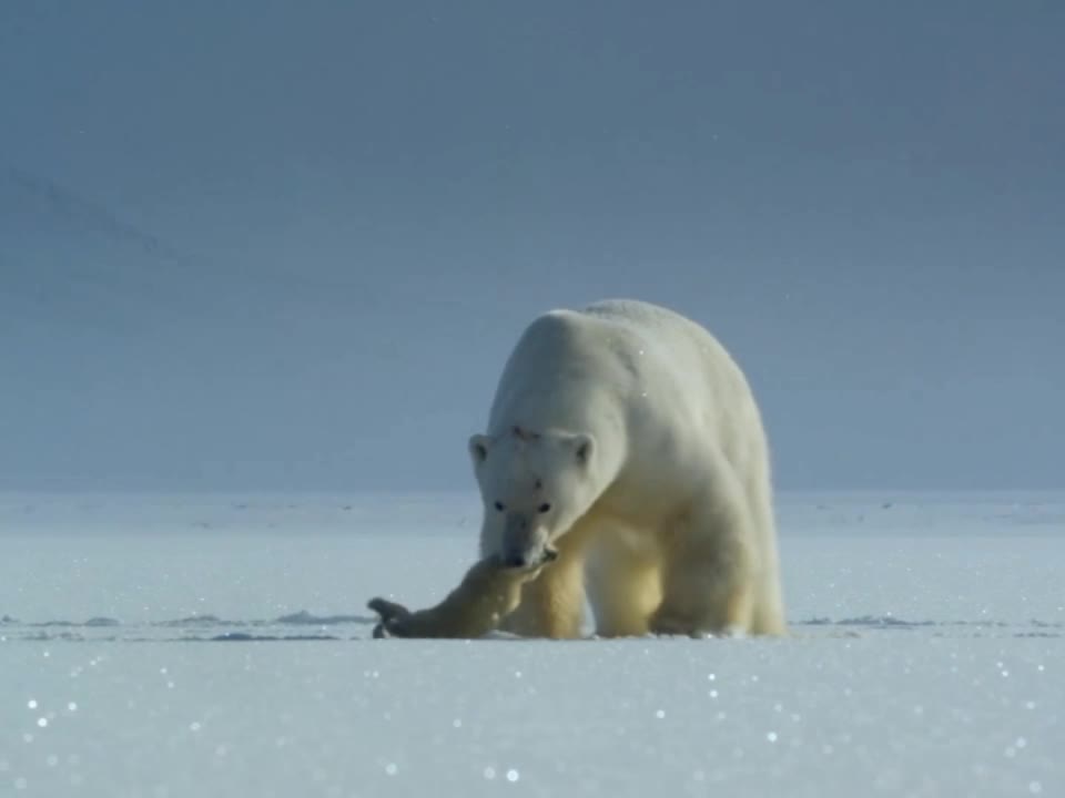 we recorded polar bear hunting a seal