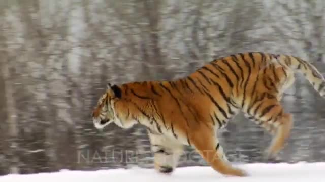 Endangered Siberian Tiger Running In Winter Snow