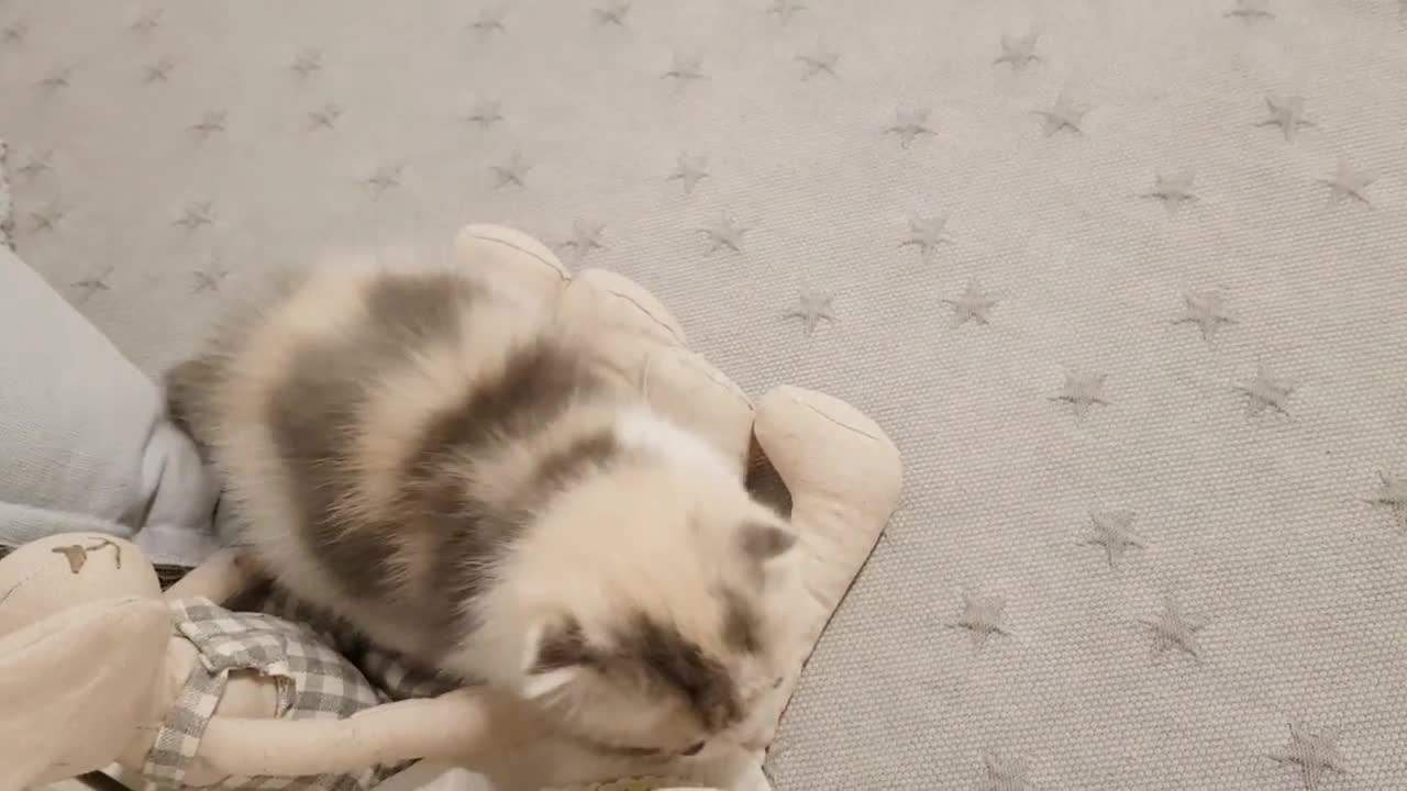 cutie cat playing