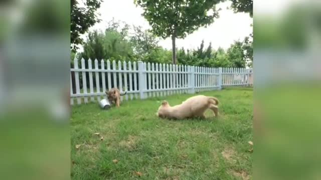 Two little tigers are playing, very happy.