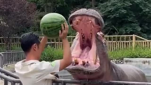 Hippo Family Eating Watermelons&Baby hippo @Nagasaki Japan