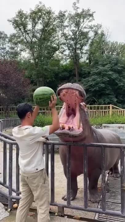 Hippo Family Eating Watermelons＆Baby hippo @Nagasaki Japan