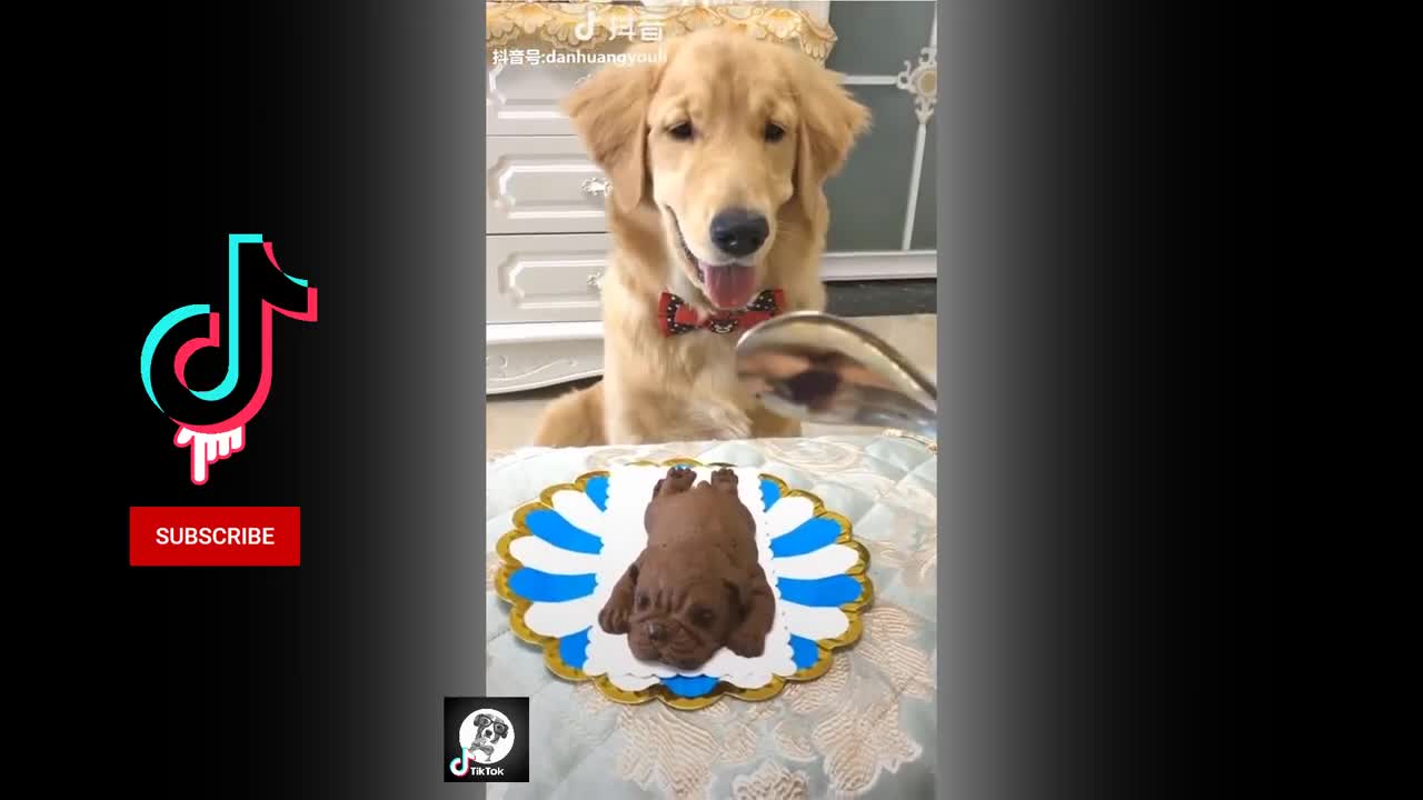 funny dogs tik tok 2021