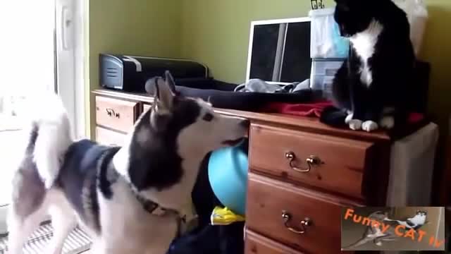 Cats and Dogs Meeting Each other For The First Time