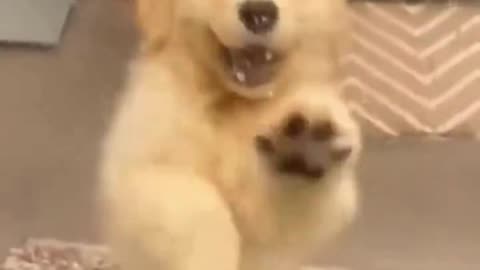 Puppy Antics: Laughter Guaranteed! 🐶🤣🎥🐾😜🎉