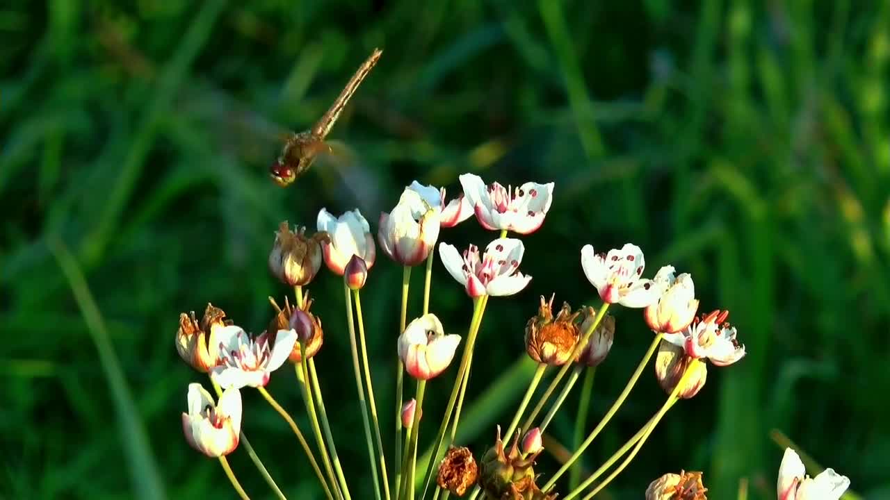 Flowers Nature Meadow