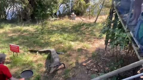 a man beats alligator with a frying pan