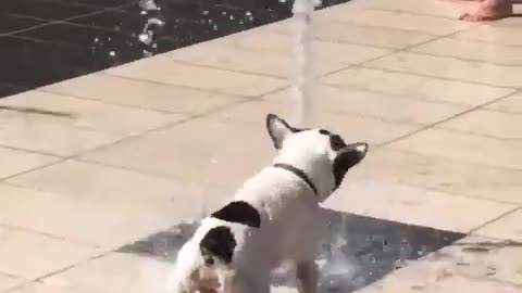 Puppy want to save water,,