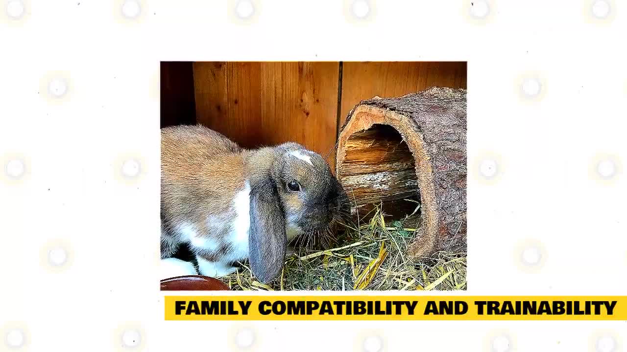 let know about Holland Lop Rabbit