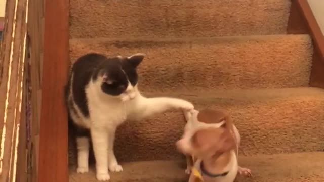 Spotted dog runs really quickly along staircase away from cat