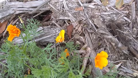 Golden Poppy