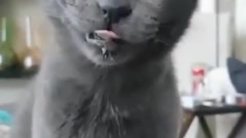 Look at his Ears