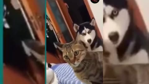 Cute & Funny Animals Videos 🐕‍🦺 Pets, Dogs, 🐱 Cats Compilation #pets #animals #cat #dog