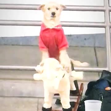 Dog with red shirt on sitting on stuffed pony