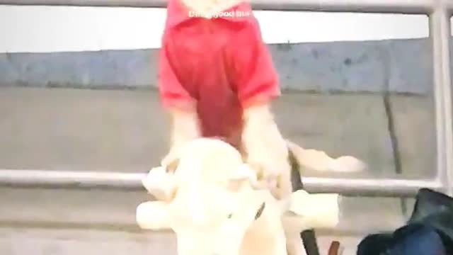 Dog with red shirt on sitting on stuffed pony