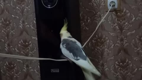 Cute parrot hangs from wire