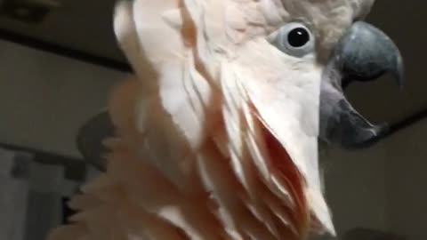 Scaredy Bird