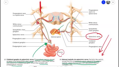 Anatomy and Physiology 1 Chapter 16 Autonomic NS