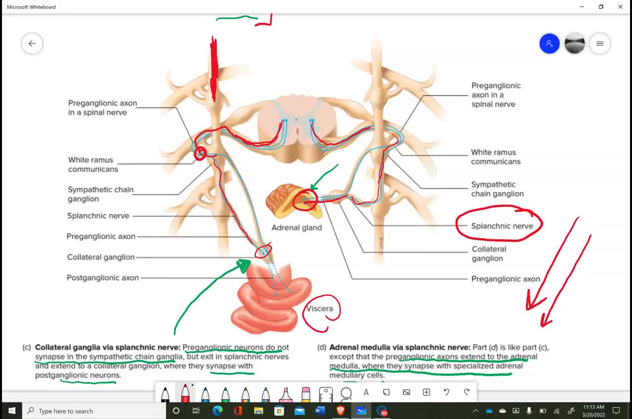 Anatomy and Physiology 1 Chapter 16 Autonomic NS