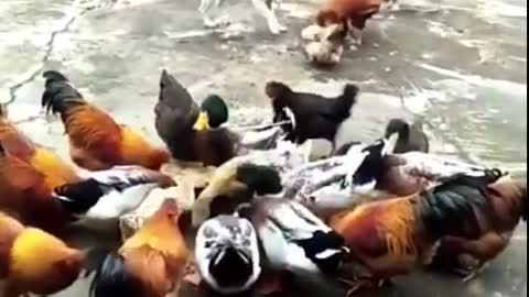 Chickens vs Dogs Compilation