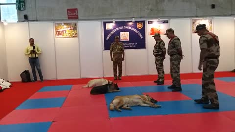 FINDOUT HOW DOGS LISTEN TO COMMANDS IN A CISF demonstration of Dog Squad