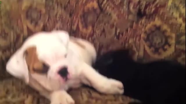 Is it a good idea to raise a puppy and rescue kitten together?