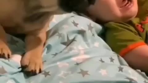 Litle dog support kid crying funny moments