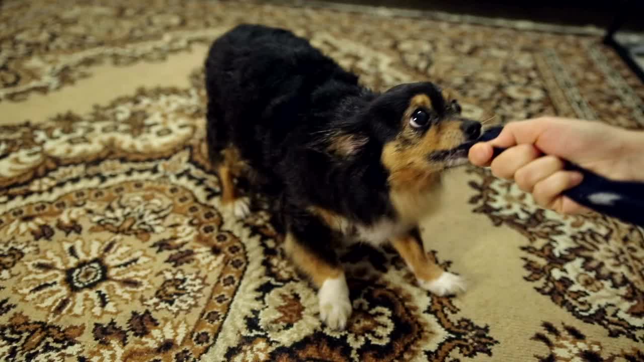 An angry dog snatching a piece of cloth